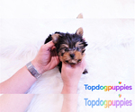 Small Photo #2 Yorkshire Terrier Puppy For Sale in FULLERTON, CA, USA