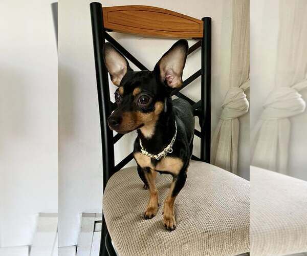 Medium Photo #3 Chipin Puppy For Sale in New York, NY, USA