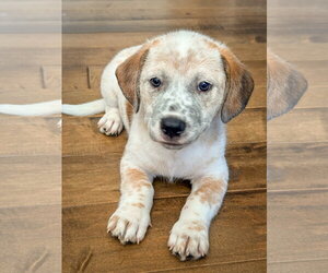 Mutt Dogs for adoption in San Diego, CA, USA