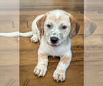 Small Mutt