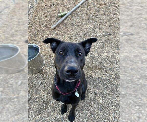 Medium Photo #2 Labrador Retriever-Unknown Mix Puppy For Sale in Forestville, MD, USA