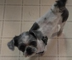Small #2 Shih Tzu