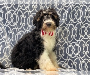 Miniature Bernedoodle Puppy for sale in LAKELAND, FL, USA