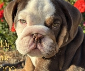 English Bulldog Dog for Adoption in SPRING, Texas USA