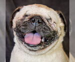 Small Pug