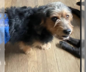 Mutt Dogs for adoption in Cranston, RI, USA