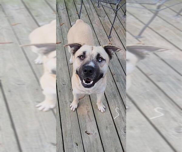 Medium Photo #7 Siberian Husky-Unknown Mix Puppy For Sale in Murfreesboro, NC, USA