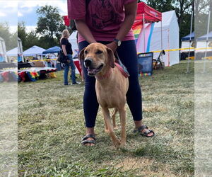 Labrador Retriever-Unknown Mix Dogs for adoption in Columbus, IN, USA