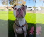 CHY - Female Mutt Dog for Adoption - Small photo
