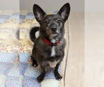 Small #5 Schipperke Mix