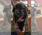 Puppy Cerbe Newfoundland-Saint Bernard Mix
