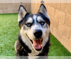 Siberian Husky-Unknown Mix Dogs for adoption in Moreno Valley, CA, USA