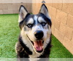 YEZZY - Male Siberian Husky-Unknown Mix Dog for Adoption - Small photo