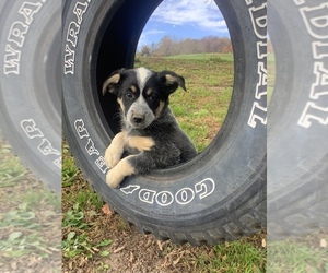 Australian Cattle Dog-Border Collie Mix Puppy for sale in HILLSBORO, WI, USA