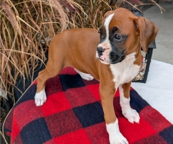 Medium Photo #57 Boxer Puppy For Sale in GOSHEN, IN, USA