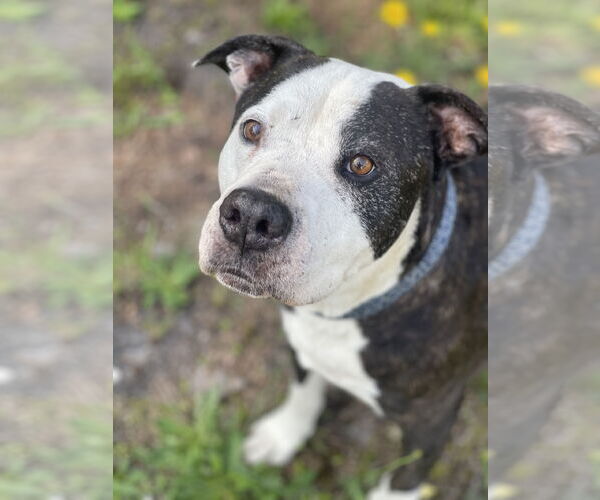 Medium Photo #2 Mutt Puppy For Sale in Mount Laurel, NJ, USA