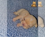 Puppy Puppy 4 French Bulldog