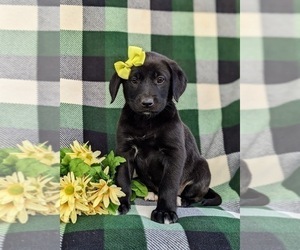 Borador-Labrador Retriever Mix Puppy for sale in OXFORD, PA, USA