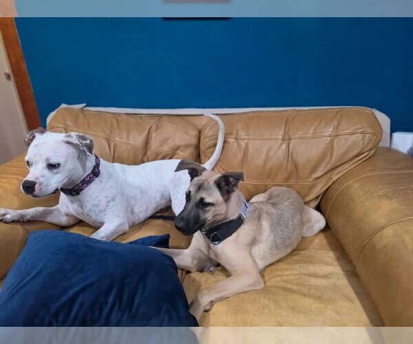 Medium Photo #3 American Pit Bull Terrier-Unknown Mix Puppy For Sale in Germantown, OH, USA