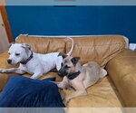Small #2 American Pit Bull Terrier Mix