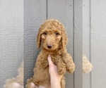 Puppy Ledger Goldendoodle mix (+ Poodle Standard)