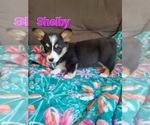 Puppy Shelby Pembroke Welsh Corgi