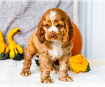 Small Photo #6 Cocker Spaniel Puppy For Sale in WAKARUSA, IN, USA