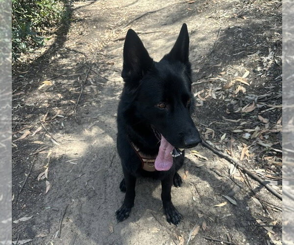 Medium Photo #3 German Shepherd Dog Puppy For Sale in San Diego, CA, USA