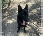 Small #2 German Shepherd Dog