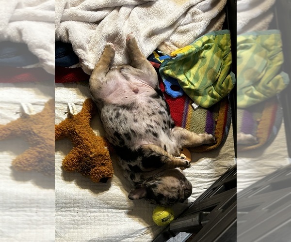 Medium Photo #4 French Bulldog Puppy For Sale in CORDOVA, AL, USA