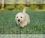 Puppy Sam Golden Retriever