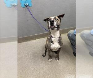 Siberian Husky-Unknown Mix Dogs for adoption in Las Vegas, NV, USA