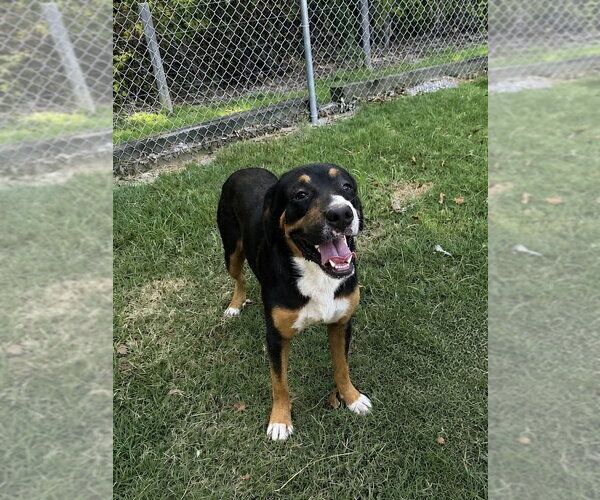 Medium Photo #3 Mutt Puppy For Sale in Boston, MA, USA
