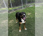 Small #2 Mutt