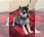Small Photo #14 Alaskan Klee Kai Puppy For Sale in WINCHESTER, OH, USA
