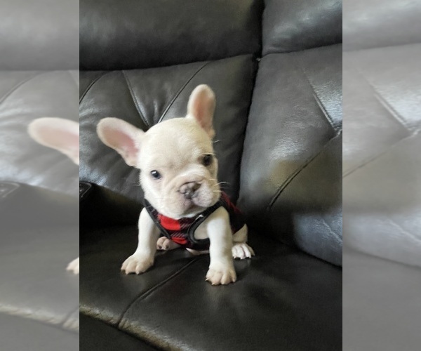 Medium Photo #4 French Bulldog Puppy For Sale in SAN BERNARDINO, CA, USA