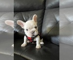 Small Photo #27 French Bulldog Puppy For Sale in SAN BERNARDINO, CA, USA
