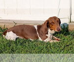 Small #1 Dachshund