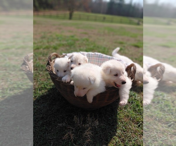 Medium Photo #2 German Shepherd Dog Puppy For Sale in DISPUTANTA, VA, USA