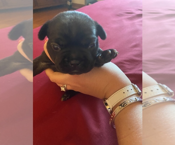 Medium Photo #7 French Bulldog Puppy For Sale in PUYALLUP, WA, USA
