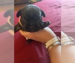 Small #6 French Bulldog