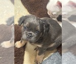 Puppy 3 French Bulldog