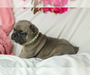 French Bulldog Puppy for sale in CARTERSVILLE, GA, USA