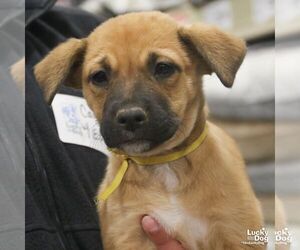 Labrador Retriever-Unknown Mix Dogs for adoption in Washington, DC, USA