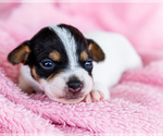 Small #14 Fox Terrier (Smooth)-Fox Terrier (Toy) Mix