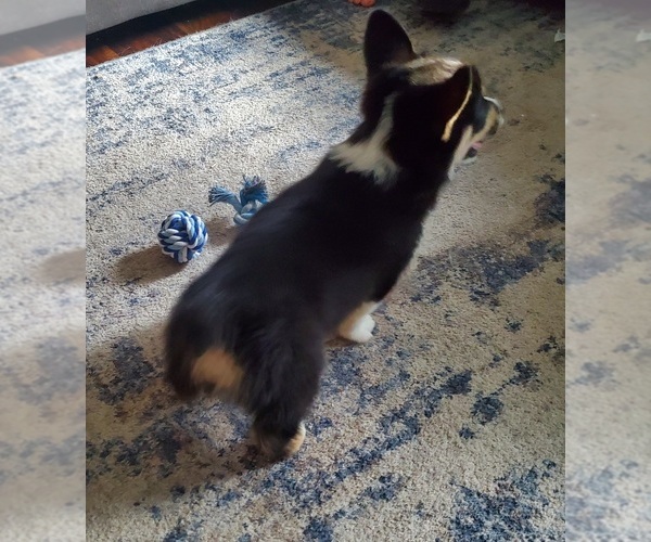 Medium Photo #3 Pembroke Welsh Corgi Puppy For Sale in GRAHAM, WA, USA