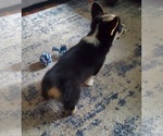 Small #2 Pembroke Welsh Corgi