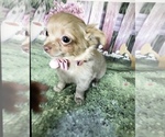 Small Photo #6 Chihuahua Puppy For Sale in TRACY, CA, USA