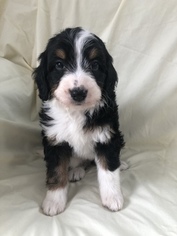 Bernedoodle-Bernese Mountain Dog Mix Puppy for sale in LYNDONVILLE, NY, USA