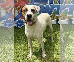 Mutt Dogs for adoption in Royal Palm Beach, FL, USA